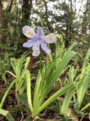 Iris formosana
