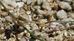 Muilla coronata