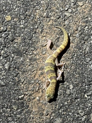 iNaturalist observation photo of Western Banded Gecko