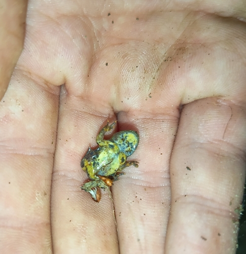 Yellow-bellied Toad