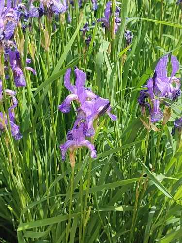Siberian Iris