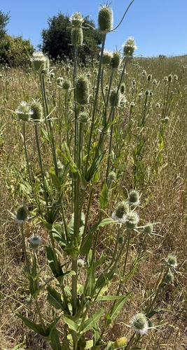Fuller'S Teasel