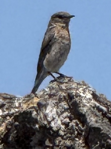 Western Bluebird