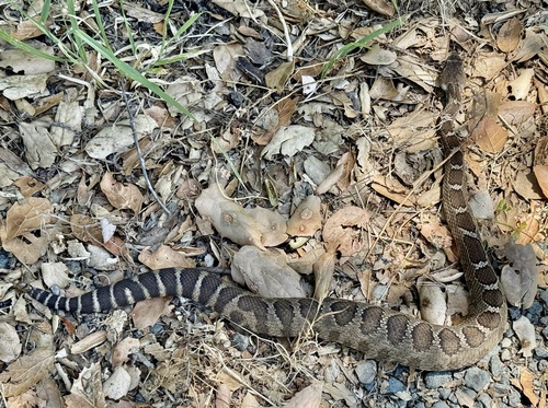 Western Rattlesnake