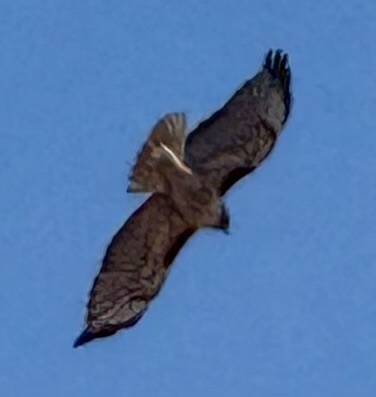 Red-tailed Hawk
