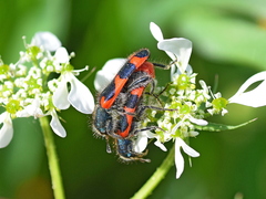 Trichodes punctatus
