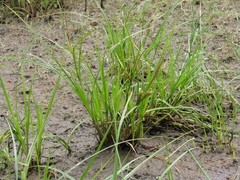 Carex exsiccata