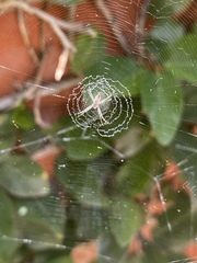 Argiope argentata