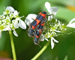 Trichodes punctatus