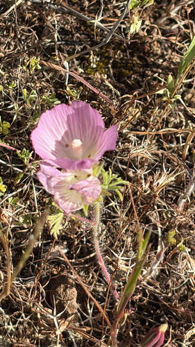 Sidalcea diploscypha, photograph 1