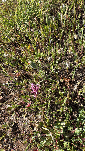 Castilleja densiflora, photograph 1