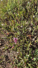 Castilleja densiflora