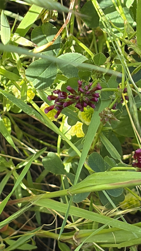 Trifolium gracilentum