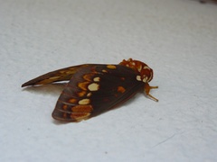 Citheronia equatorialis