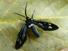 Phaio cephalena