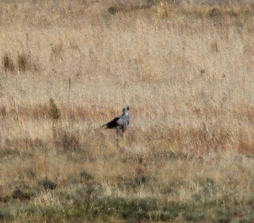 Secretarybird
