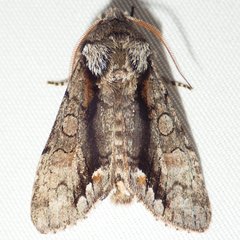 Psaphida electilis