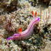 Kahuna Nudibranch - Photo (c) DavidR.808, some rights reserved (CC BY-NC), uploaded by David R