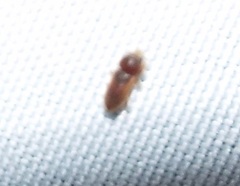 Heteroceridae