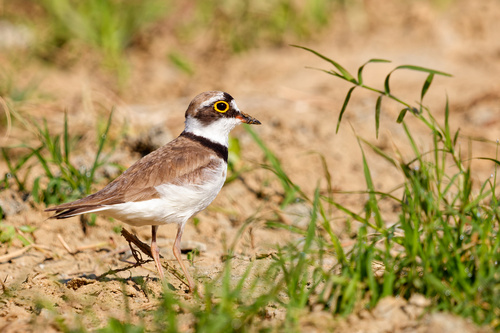 Little Ringed Plover (Thinornis dubius), photo 9