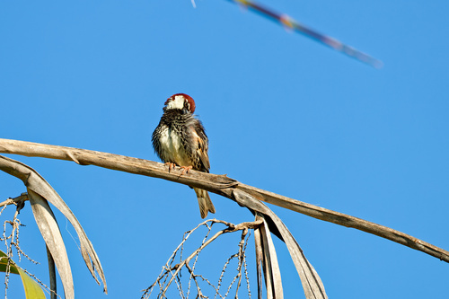 Gorrión moruno (Passer hispaniolensis)