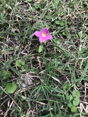 Sabatia campestris
