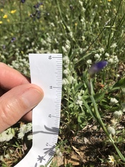 Micropus californicus