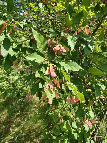 Tatarian Maple