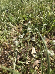 Micropus californicus