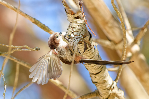 Mito común (Aegithalos caudatus)