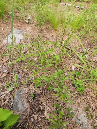 Melampyrum setaceum iNat (1)