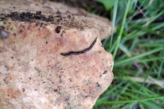 Microplana terrestris