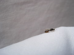 Solenopsis punctaticeps