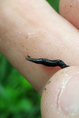 Microplana terrestris