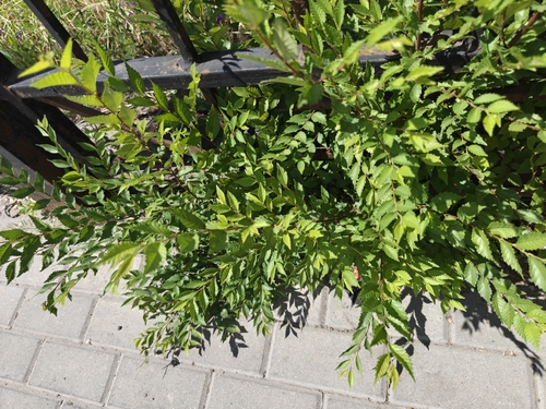 Siberian elm