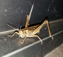 Schistocerca americana