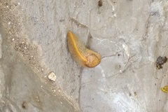 Milacidae