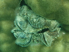 Modiolus auriculatus