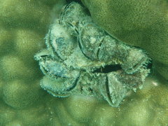 Modiolus auriculatus