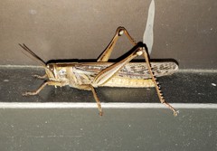 Schistocerca americana