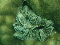 Modiolus auriculatus