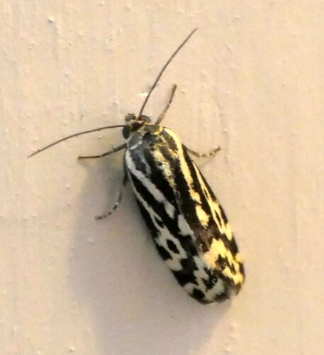 Spotted Sulphur