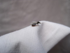 Solenopsis punctaticeps