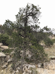 Pinus cembroides bicolor