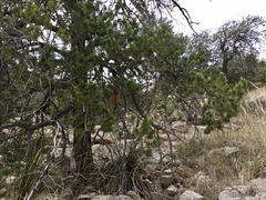 Pinus cembroides bicolor