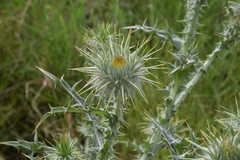 Asteraceae