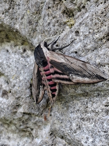 Privet Hawkmoth