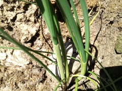 Allium oleraceum