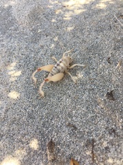 Macrobaenetes valgum