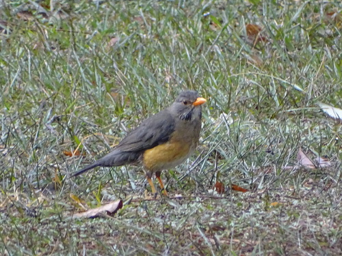 Kurrichane Thrush (Turdus libonyana), photo 3